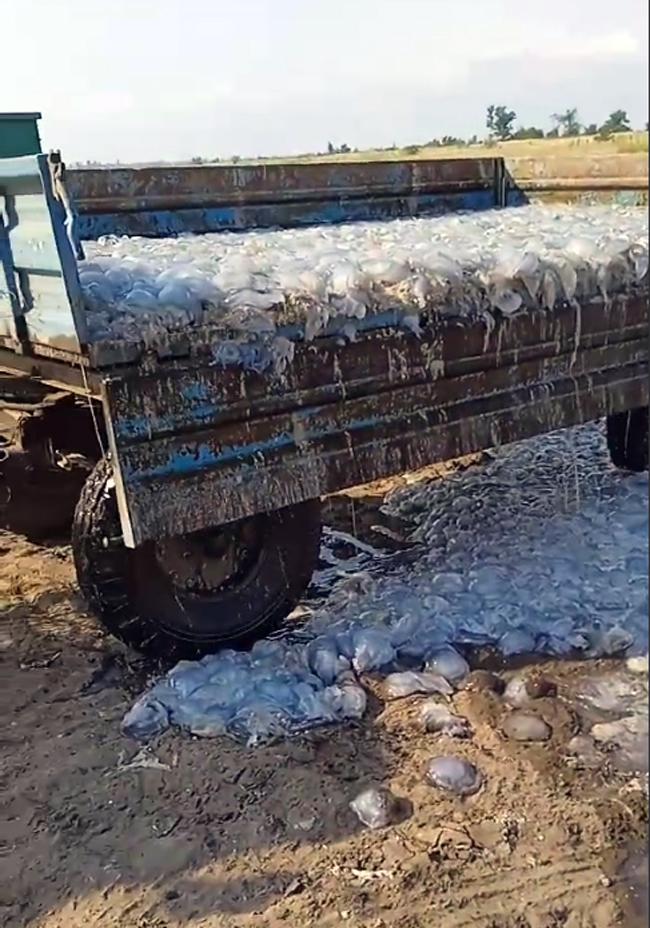 Медуз збирають і вантажать на причеп / фото: krlk.gov.ua Медуз збирають і вантажать на причеп / фото: krlk.gov.ua