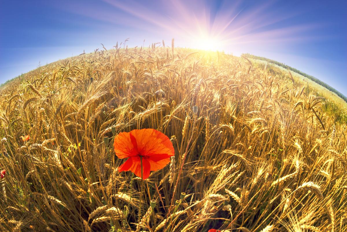 На День Независимости в Украине будет очень тепло / фото depositphotos.com На День Независимости в Украине будет очень тепло / фото depositphotos.com