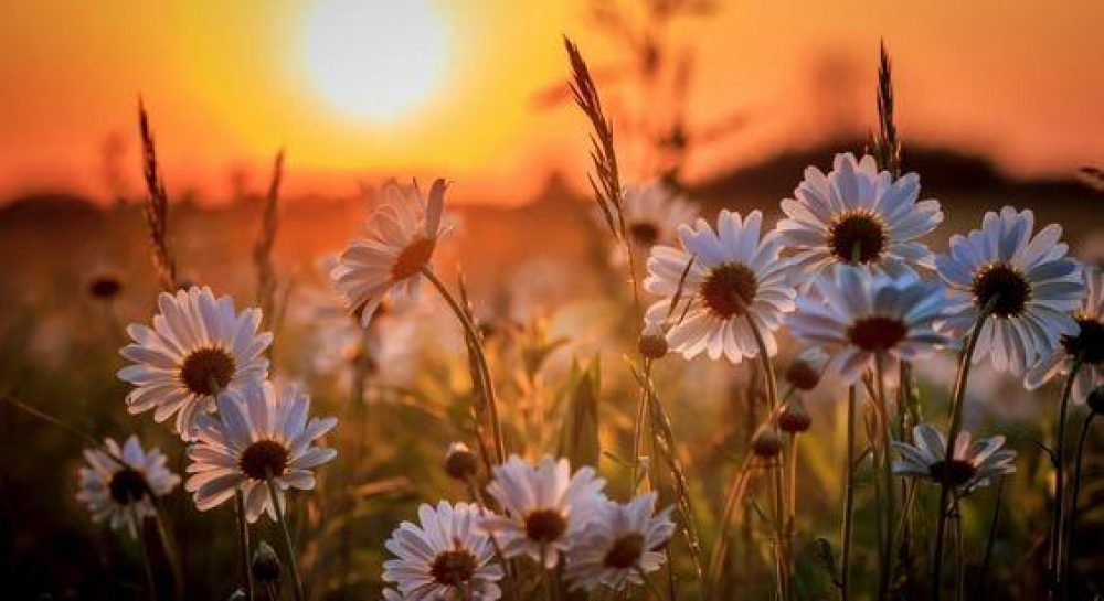 14 июля праздник - летние Кузьминки — УНИАН - Vimarsana News
