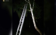Под Львовом мальчик забрался на восьмиметровое дерево, спасаясь от травли сверстниками