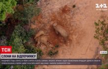 В Китае стадо странствующих слонов устроило себе спа-процедуры в пыли (видео)