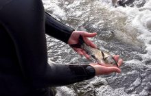 В Україні закликали утриматись від споживання риби в постраждалих регіонах півдня