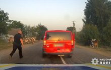 На Житомирщине пьяный водитель-неудачник застрял в "пробке" коров и попался в руки копов (видео)