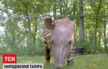 В зоопарке США родился малыш редкого тапира (видео)