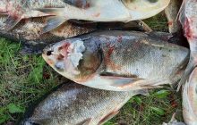 З ранами та без голів: масову загибель риби зафіксували в Запорізькій області