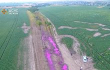 Специалисты раскрыли загадку розовых луж на поле под Ривне