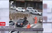 У Таїланді знову "повстання" голодних макак (відео)