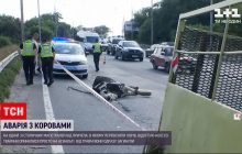 Животных разбросало по дороге: в Киеве машина с коровами попала в ДТП (видео)