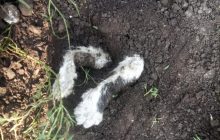 У Маріуполі чоловік побив і живцем закопав кота - соцмережі (фото)