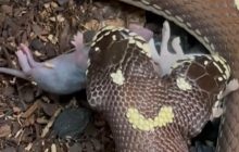Поїдаюча мишенят двоголова змія потрапила на відео (18+)