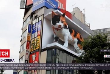 В Японии на торговом центре "поселили" огромную кошку