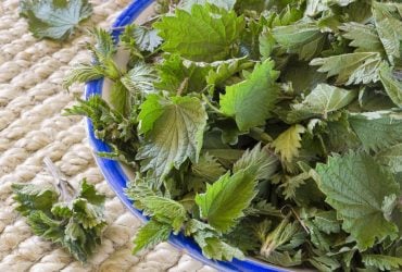 What to cook from nettle: 4 Ukrainian recipes