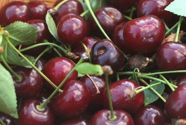 Стала відома доля найпопулярнішої в Україні черешні під російською окупацією (відео)