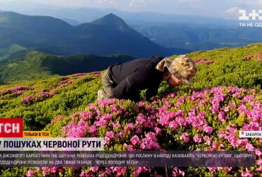 Высокогорье Карпат покрыли чудо-цветы