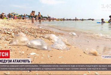Нашествие медуз в Азовском море - с пляжей их вывозят на автомобилях