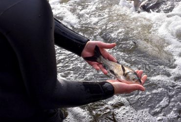 В Україні закликали утриматись від споживання риби в постраждалих регіонах півдня