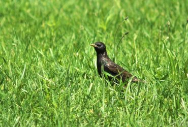 Понеділок порадує українців комфортним теплом (карта)