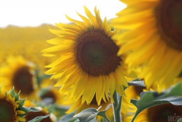 2 вересня потішить українців літнім теплом, у кількох областях - дощі (карта)