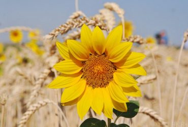 Настоящее бабье лето: пятница порадует украинцев теплом (карта)