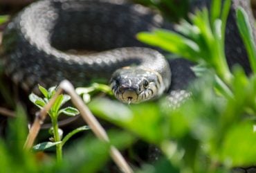 Во Львовской области из-за укуса змеи госпитализированы двое детей