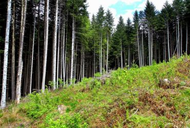 На Львівщині цивільним заборонили відвідувати ліси