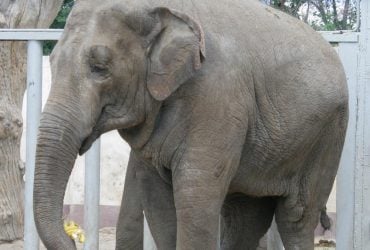 Хоч і найбільший, але вразливий: названо 10 істот, які можуть убити слона