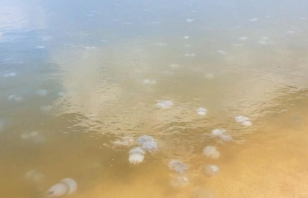 Туристи поскаржилися на навалу медуз в Азовському морі і зелену воду в Затоці (відео)