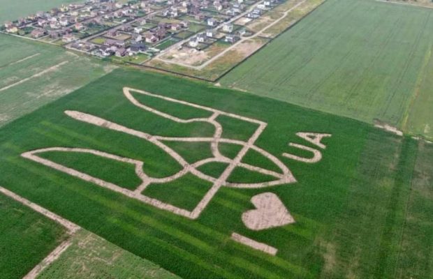 Це рекорд: на полі під Києвом висіяли величезний герб України (фото, відео)