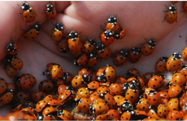 Водорості та трупи сонечок: туристи поскаржилися на відпочинок у Залізному порту (відео)