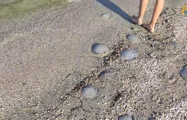 Берег усіяний мертвою живністю: туристи діляться свіжими відео навали медуз у Лазурному та Кирилівці (відео)