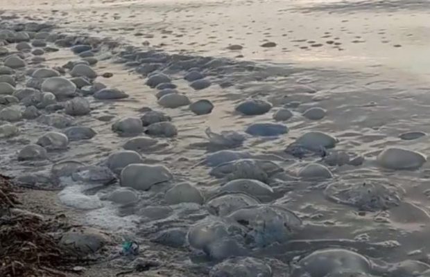 Відомий еко-активіст пояснив, чому туристи отримують опіки в Азовському морі, навіть не торкаючись медуз (відео)