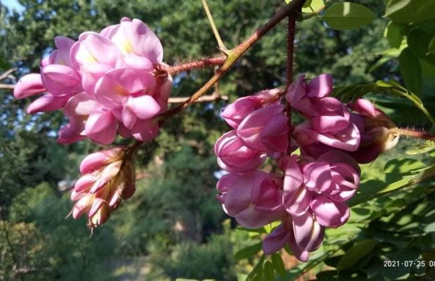 "Яка краса": у мережі показали розкішні квіти одеського ботсаду (фото)