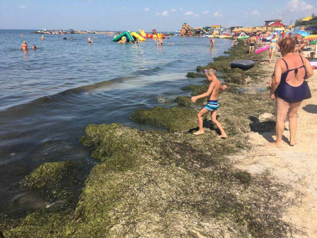 Орендарі пляжів Бердянська хочуть від міської влади допомоги у прибиранні водоростей / фото pro.berdiansk.biz Орендарі пляжів Бердянська хочуть від міської влади допомоги у прибиранні водоростей / фото pro.berdiansk.biz