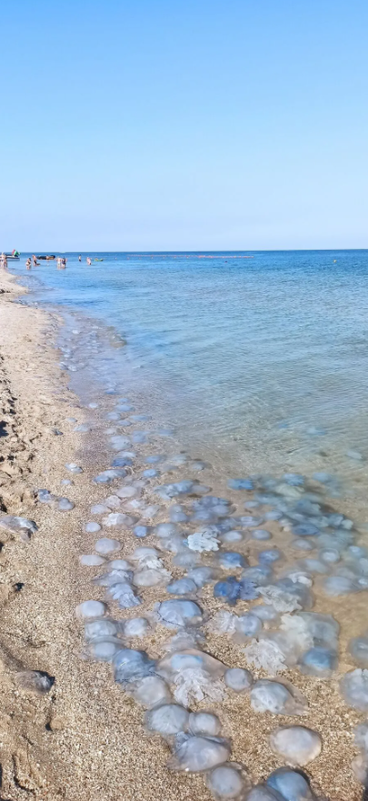Медузи в Бердянську / фото facebook.com/Сергій КікотьМедузи в Бердянську / фото facebook.com/Віра Чижова Медузи в Бердянську / фото facebook.com/Сергій КікотьМедузи в Бердянську / фото facebook.com/Віра Чижова