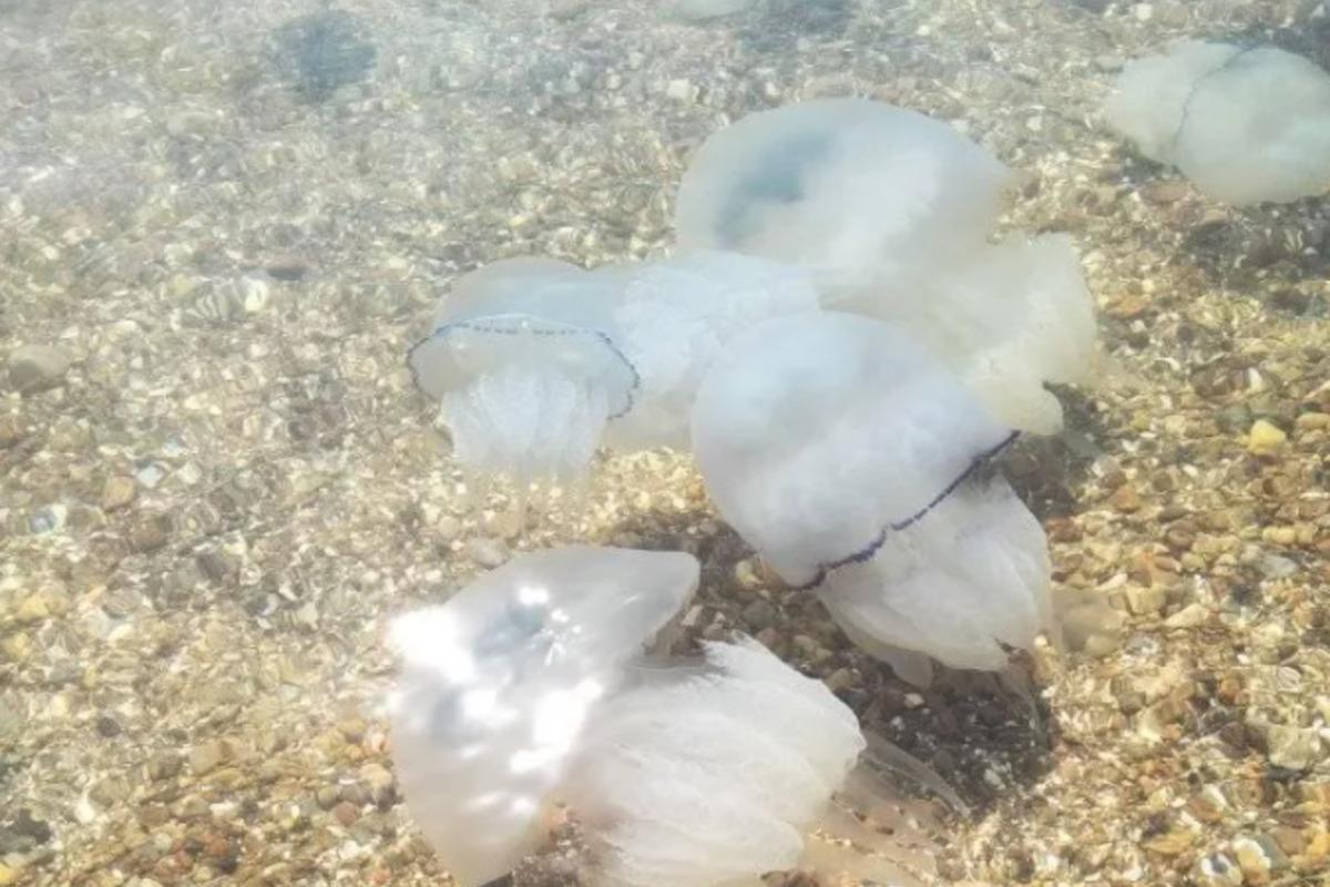 Цьогоріч в Азовському морі так багато медуз / фото facebook.com/Віра Чижова