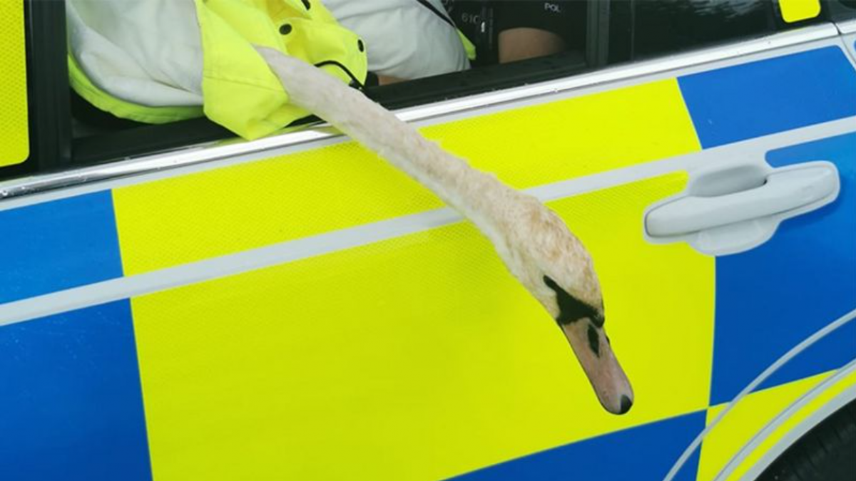 Лебедя відпустили / фото Cambridgeshire Constabulary Лебедя відпустили / фото Cambridgeshire Constabulary