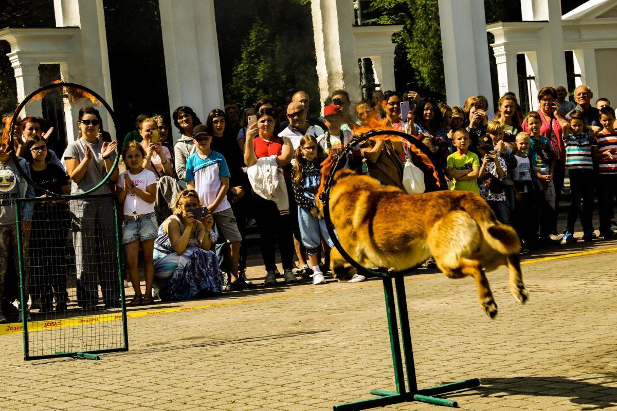 Во Львове состоялось показательное выступление служебных собак / фото armyinform