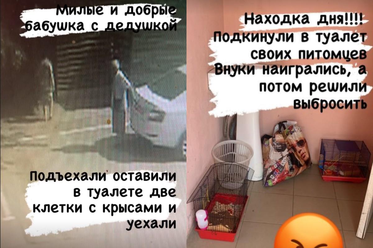 На щастя, всіх щурів вже забрали нові господарі / фото - instagram.com/zoopark_strausug На щастя, всіх щурів вже забрали нові господарі / фото - instagram.com/zoopark_strausug