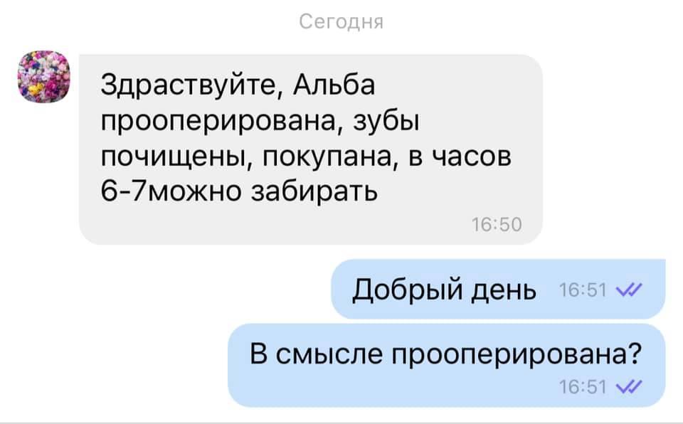 У Києві собаці помилково зробили операцію / фото facebook.com/maxim.shulzhenko У Києві собаці помилково зробили операцію / фото facebook.com/maxim.shulzhenko