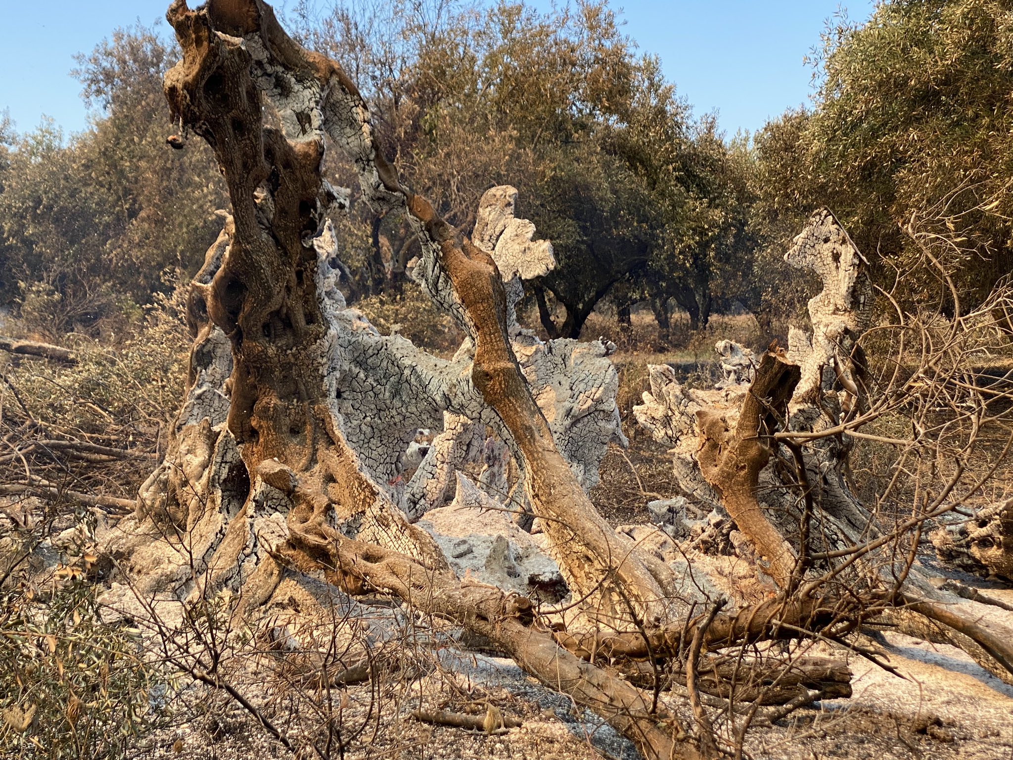 Уникальное оливковое дерево уничтожено лесным пожаром в Греции / фото twitter.com/appanagiotou