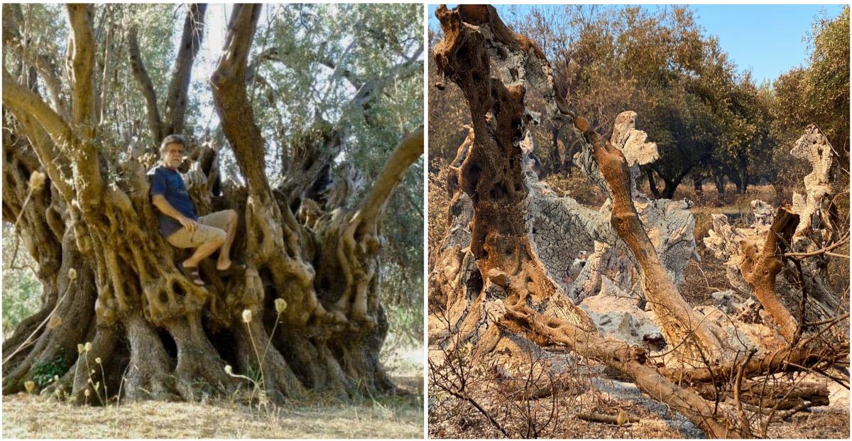 Оливковое дерево "Нимфа" до и после пожара / фото twitter.com/appanagiotou