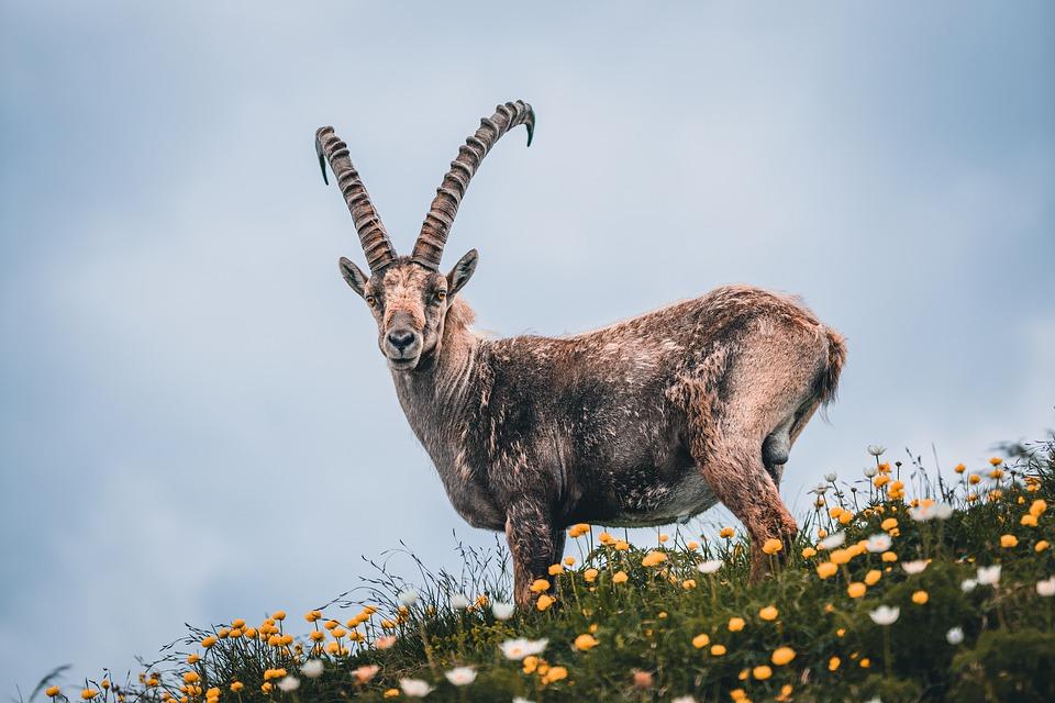 Какой камень нужно носить Козерогу / pixabay.com Какой камень нужно носить Козерогу / pixabay.com