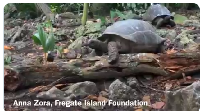 Ученые зафиксировали, как черепаха поедает птенца \ скриншот с видео