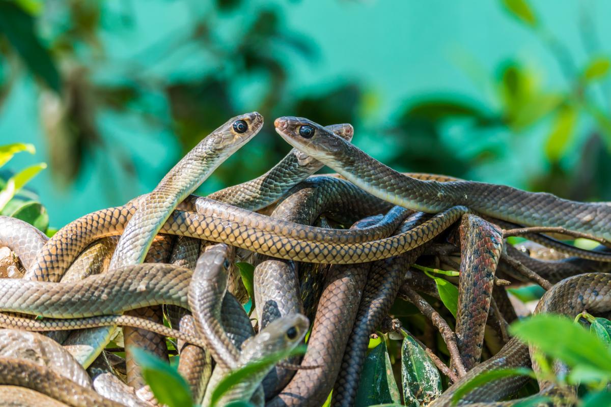 Сотни змей проснулись посреди зимы: они почувствовали смертоносное землетрясение