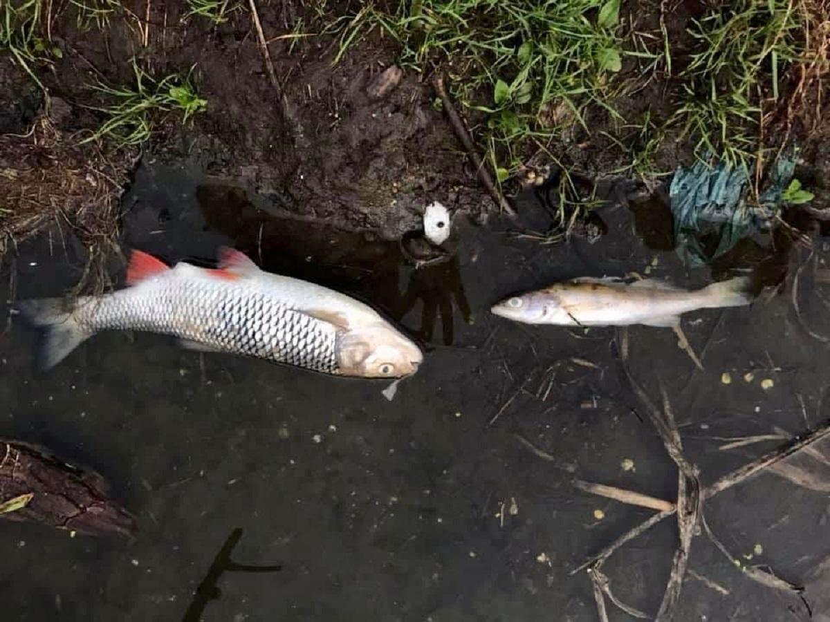 В реке Тетерев начала массово гибнуть рыба: умерли более 27 тысяч особей / фото facebook.com/AndriyMalovany