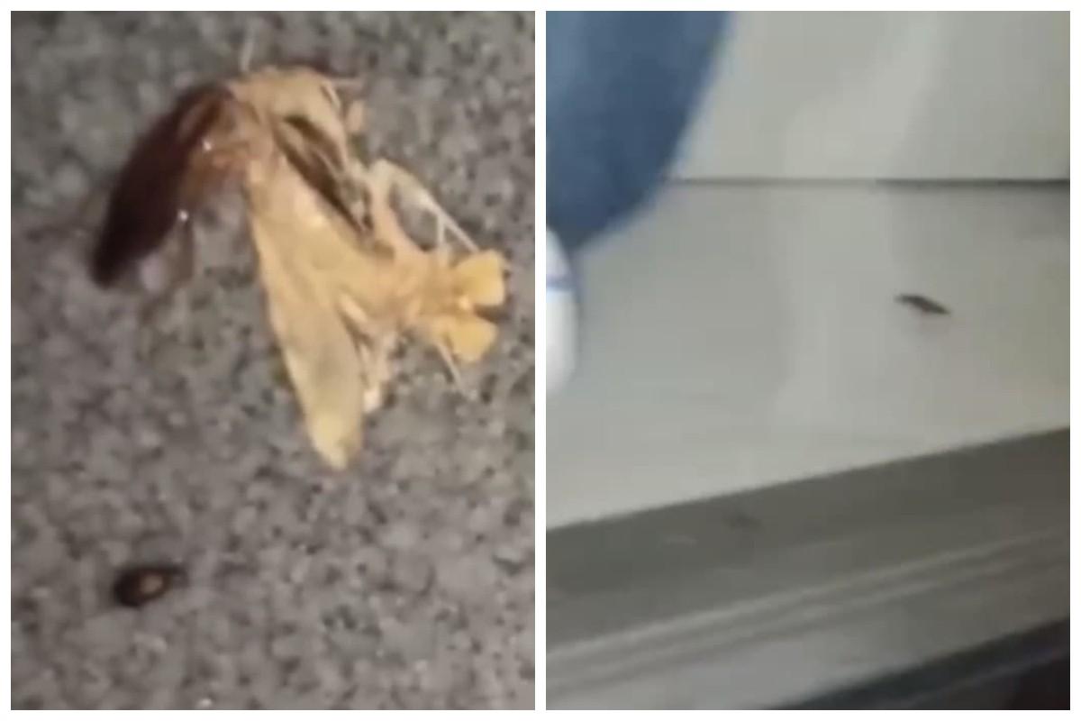 Таргани намагалися з'їсти метелика / скріншот з відео Таргани намагалися з'їсти метелика / скріншот з відео