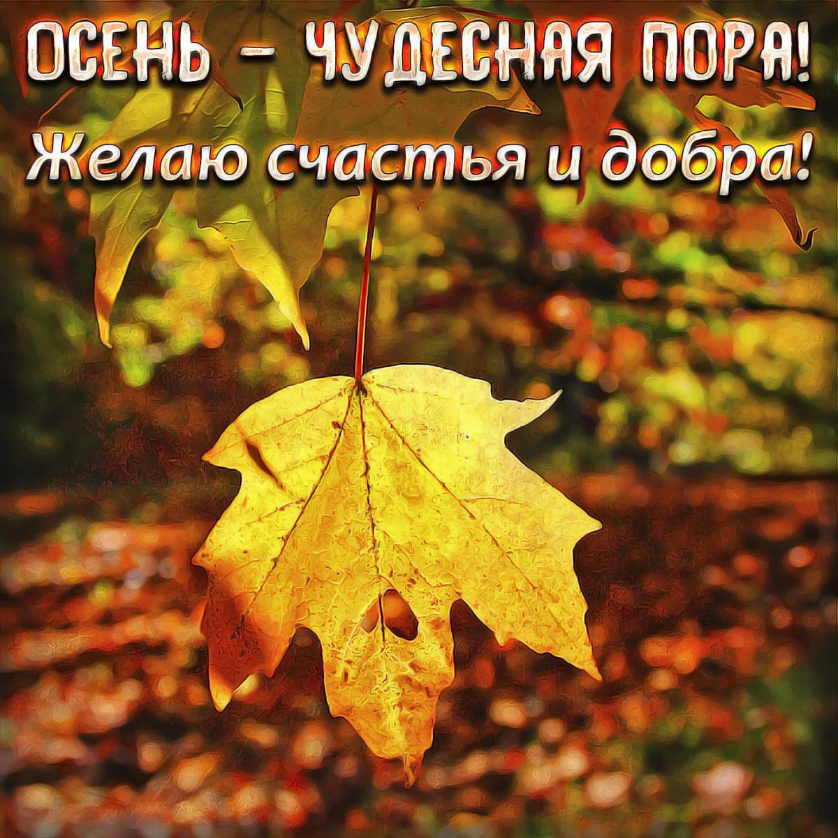 Перший день осені / фото bipbap.ru