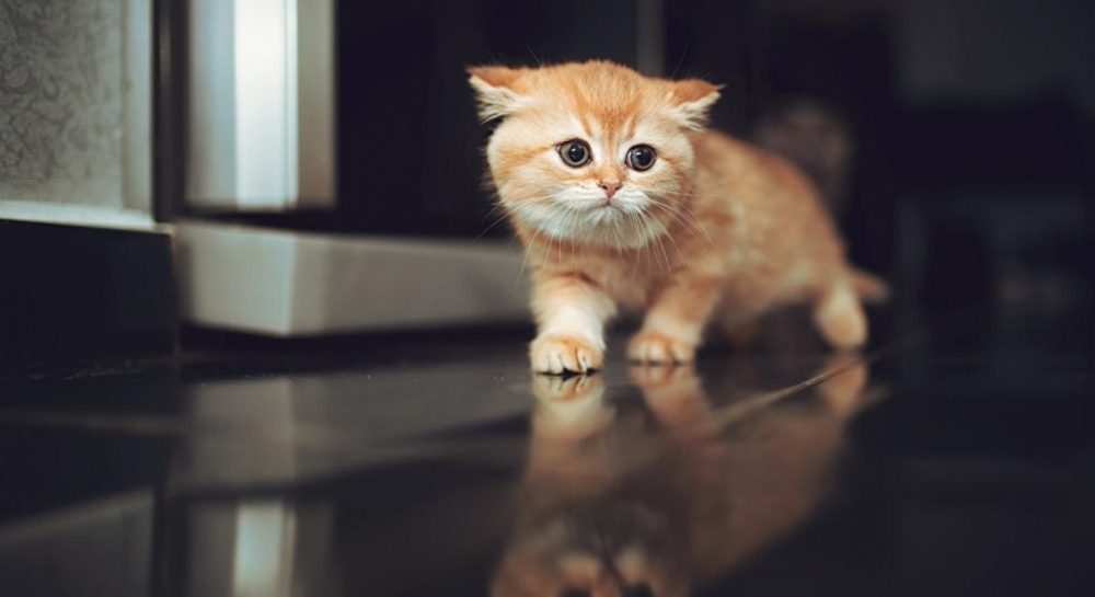 Кошачьи знаки Зодиака и совместимость кошек с человеком по