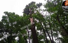 Погибли на свидании: появились жуткие детали смерти молодой пары в парке Львова (фото, видео)