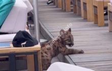 На пляже в Одессе засняли изможденного маленького леопарда – СМИ